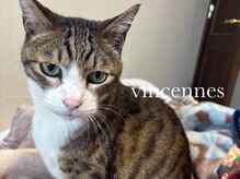 猫がいる美容室 vincennes【ヴァンセン】白髪染め/ヘナ/ヘアセット/着付け