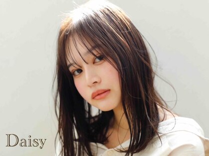 デイジー(Daisy)の写真