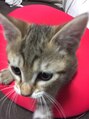 トゥ ルーチェ(tu.luce) 愛しのねこちゃんです、毎日の癒しです