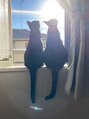 ルーモ(lumo) 我が家の愛猫です♪