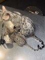ピースガブ(psGABU)&nbsp;動物好きです♪Bengal cat☆愛しのBECKとLUCK♪