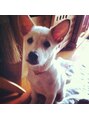 マーズ ナチュール(Mars natur) 犬の「ココ」です。愛護センターから頂きすくすく太ってきました