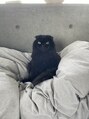 ザックラフィネ(ZACC raffine)&nbsp;愛しい我が家の猫です猫好きの方、猫トークしましょー♪