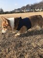 ミコノス(MYKONOS)&nbsp;犬3                   オス　コーギー　お爺ちゃん犬
