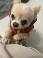 エミュ 天文館店(eMu)&nbsp;動物大好きで、チワワ♀がお家にいます(*^^*)