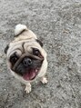 ソーエンバイヘッドライト 鹿児島姶良店(soen by HEADLIGHT)&nbsp;愛犬のパグです