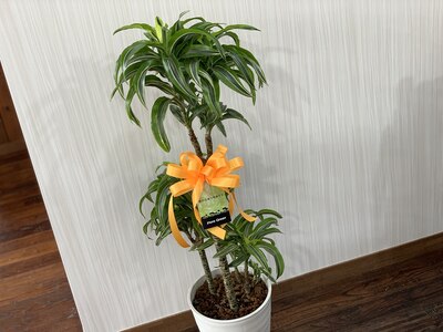 お気に入りの観葉植物です♪