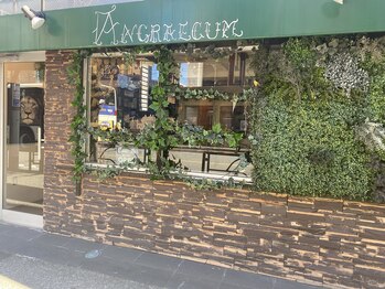 Angraecum 【アングレカム】