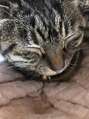 ラフューネ ヨコハマ(Raffune Yokohama)&nbsp;絶対前世から猫好き