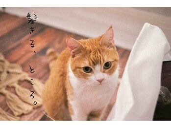 髪きる、ところ。　北24条店