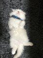 ヘアミッション ロデオ(hair Mission Rodeo)&nbsp;うちの飼ってた猫です。果てしなく可愛いですねまったく...