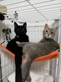 ロイヤルスター(ROYAL STAR) 猫さん！