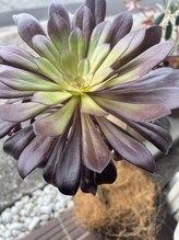 リカラー(Re.Color) Tomomi