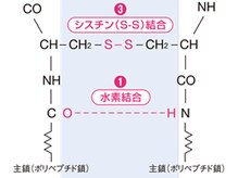 ■前処理/中間処理…毛髪内部の架矯（ブリッジ）＝薬剤を定着させる接着剤