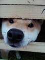 アールヘアー(R HaiR) 愛犬♂柴犬でーす