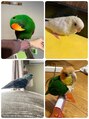 サロン クィ ベルジョーネ(SALON QUI BELLGIONE) 4羽のインコちゃんがいます♪