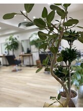 ラフヘアー(LaF)