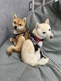 お花と犬と美容室 お店にも出勤している愛犬の豆柴ウメコとうさぎです◎