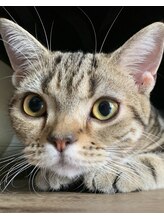 サックスヘアー(Saks hair)&nbsp;猫の コバン