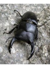 ドルクスザタイガーリヨウシツ(Dorcus the tiger)&nbsp;ドルクス くん