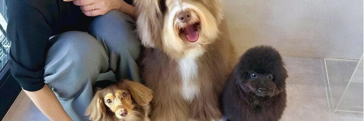 ドッグマニアピンチアオヤマ(DOGMANIA PiNCH AOYAMA)のサロンヘッダー