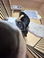 ダンコ(DANKO)&nbsp;圧倒的犬。