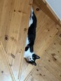ネイバー 元町(neighbor) 白黒ちょび髭ハチワレ男の子の猫のピコラです♪日々成長中◎