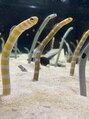 クララ アベノ(CLALA Abeno)&nbsp;最近水族館で癒されました！チンアナゴ大好き！