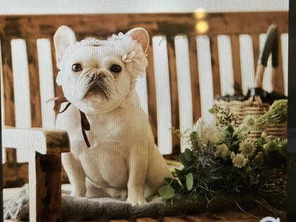 ガネーシャ(ganesya)の写真