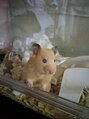 クラッチ トリートメント アンド ヘッドスパ 江坂(CLUTCH) キンクマ飼ってます。カワイイ。。。