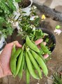ヘームル(HEMEL) 植物を育ててます。おすすめのお野菜ありませんか?