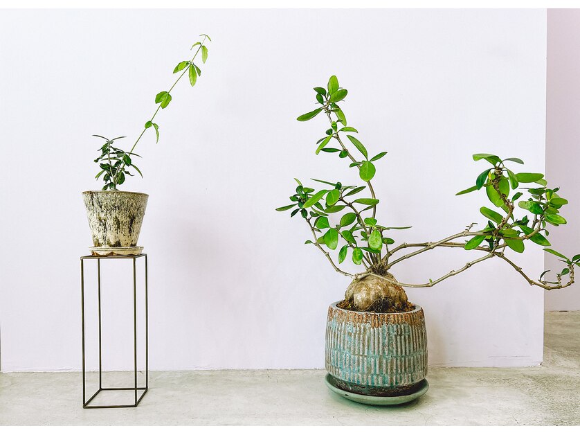 店内の植物
