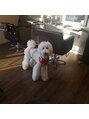 ヘアーアンドビューティ カリテス(Hair & Beauty Charites) 愛犬スタンダードプードルの『まりも』たま~にお店に居ます(笑)