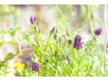 オススメ　【その４】　赤みを抑えてしっかり染めたい　【最高級香草カラー】