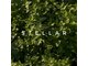 ステラ(stellar)の写真