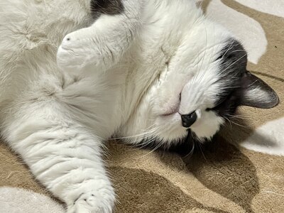 我が家のお猫様です。大吉と申します。この格好でよく寝てます。