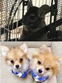 ソース 天王寺(SOURCE) 我が家のチンチラとわんこは私の子供です☆