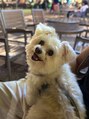 ゴートバーバー(GOAT BARBER)&nbsp;愛犬です！犬好きです。