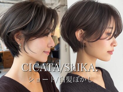 シカタリト 鎌倉(CICATA LiTo)の写真