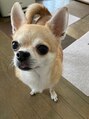 エクティル(ecutill)&nbsp;愛犬のスムースチワワ♂★