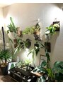 アース オーセンティック 三鷹店(EARTH Authentic)&nbsp;自宅の観葉植物達