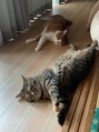 ケイト(kate) 実家で飼っている猫です！二匹とも仲が良く癒されます♪