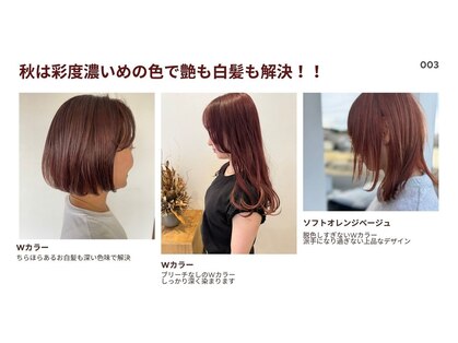 ロッティ(lotti)の写真