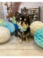美容室チック 大島店(chic)&nbsp;飼ってるペットのチワワ です！めちゃかわ[chic大島/大島駅]