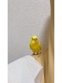 ヘアーアトリエルキナ(hair atelier LUCINA)&nbsp;わが家のペット【キイちゃん】セキセイインコです♪