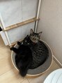 ラナヘアーサロン ホシガオカ(Lana hair salon HOSHIGAOKA) 保護猫と暮らしてます♪