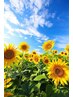 【夏休みだよ！夏休み限定クーポン10%引き】