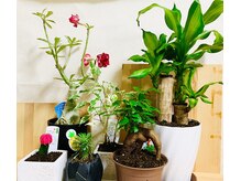 ヘア スペース ファウル(hair space FAUL)の雰囲気(foliage plant)