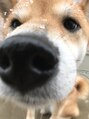 ブランシェ 春日井市民病院前店(BRANCHE) 柴犬飼ってます。ワンちゃん好きな方お話しましょう(^^♪