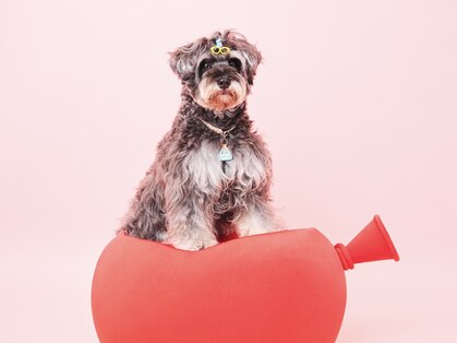 ドッグマニアピンチアオヤマ(DOGMANIA PiNCH AOYAMA)の写真